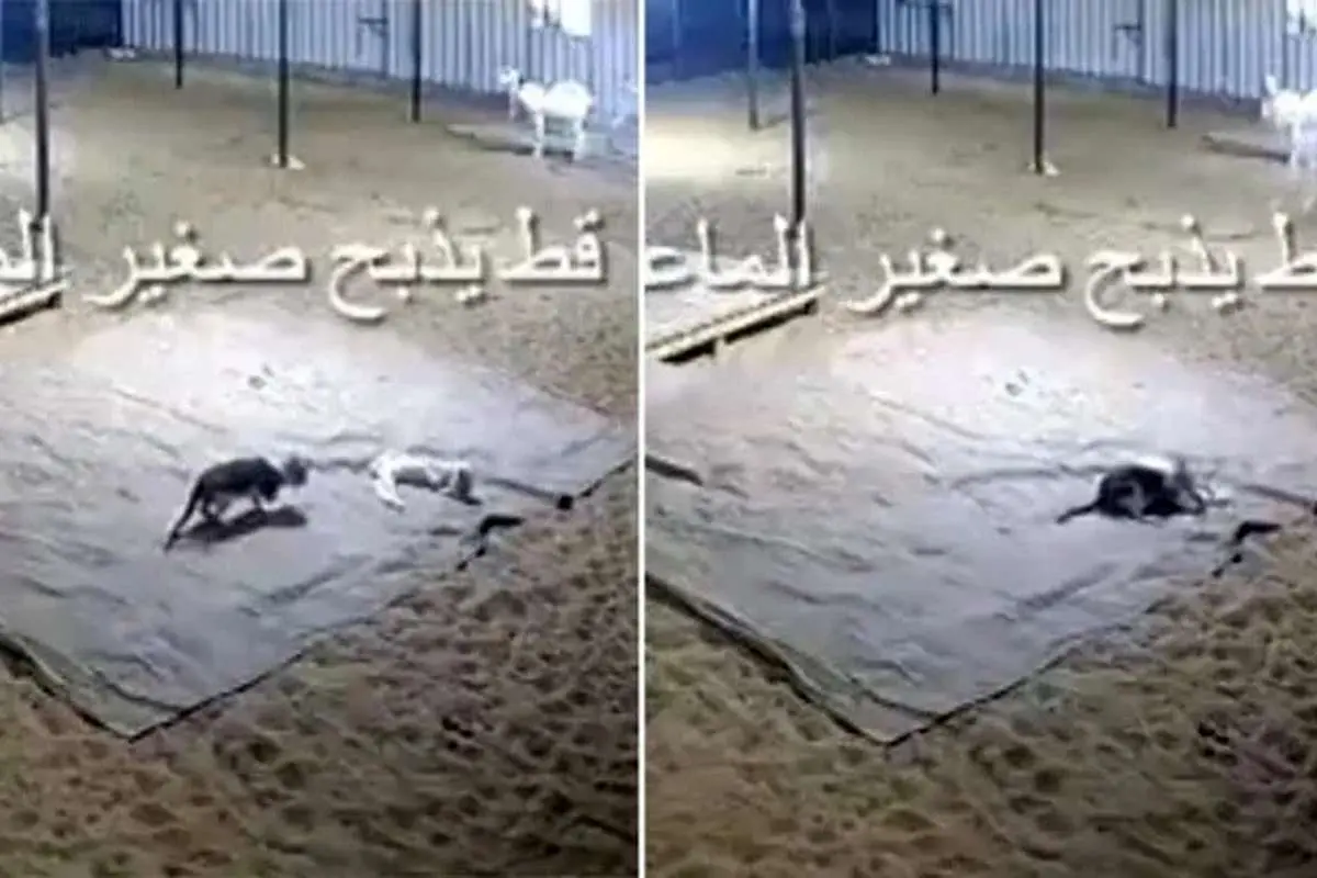 (ویدئو) در اتفاقی باورنکردنی، گربه یک بزغاله را کشت