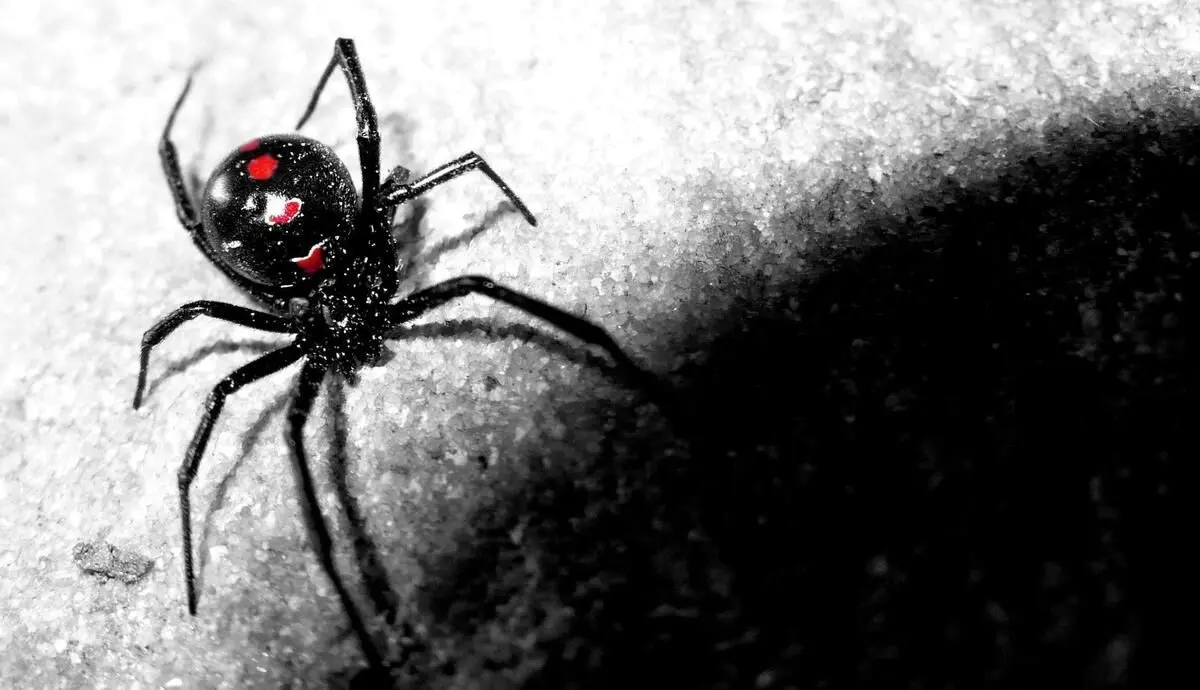 (عکس) خطرناک‌ترین عنکبوت دنیا؛ این شکارچی ترسناک کجا زندگی می‌کند؟