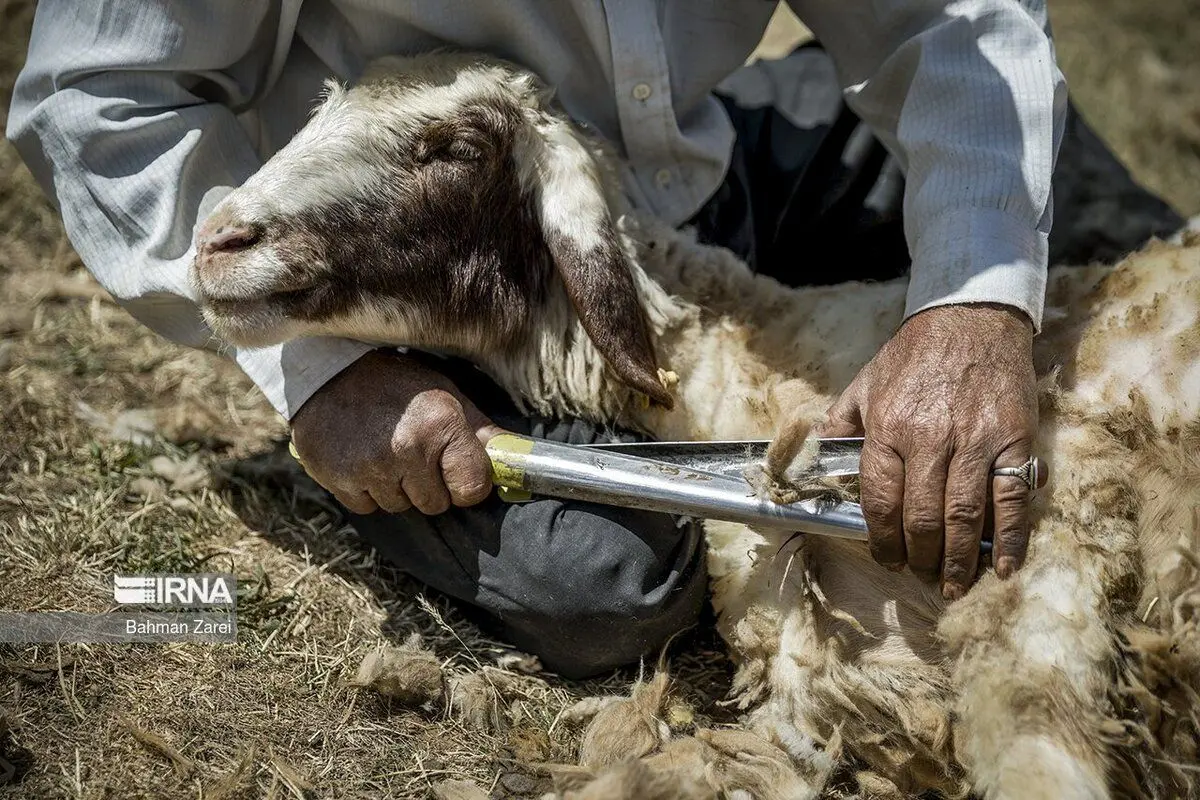 (تصاویر) پشم چینی گوسفندان عشایر دالاهو