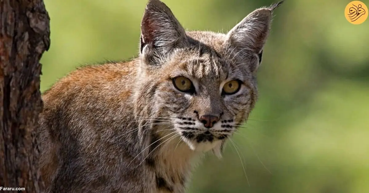 (ویدیو) واکنش جالب و خنده‌دار یک زن از پرش گربه از سطل زباله!