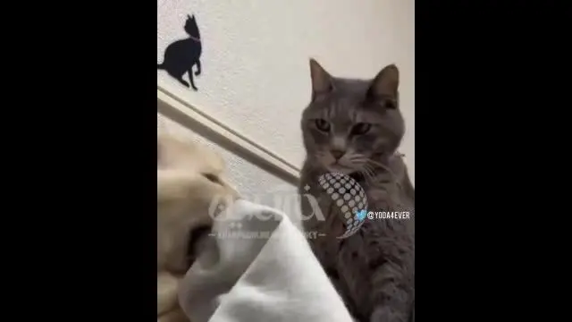 (ویدیو) دفاع جالب یک گربه از صاحبش!