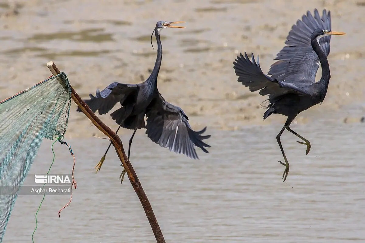 (تصاویر) صید چل بنی