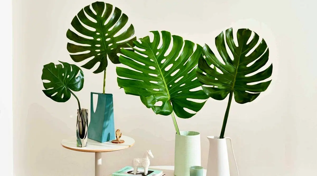 این هیولای لوکس آپارتمانتان را زیبا می‌کند!/ طرز نگهداری و تکثیر گیاه برگ انجیری