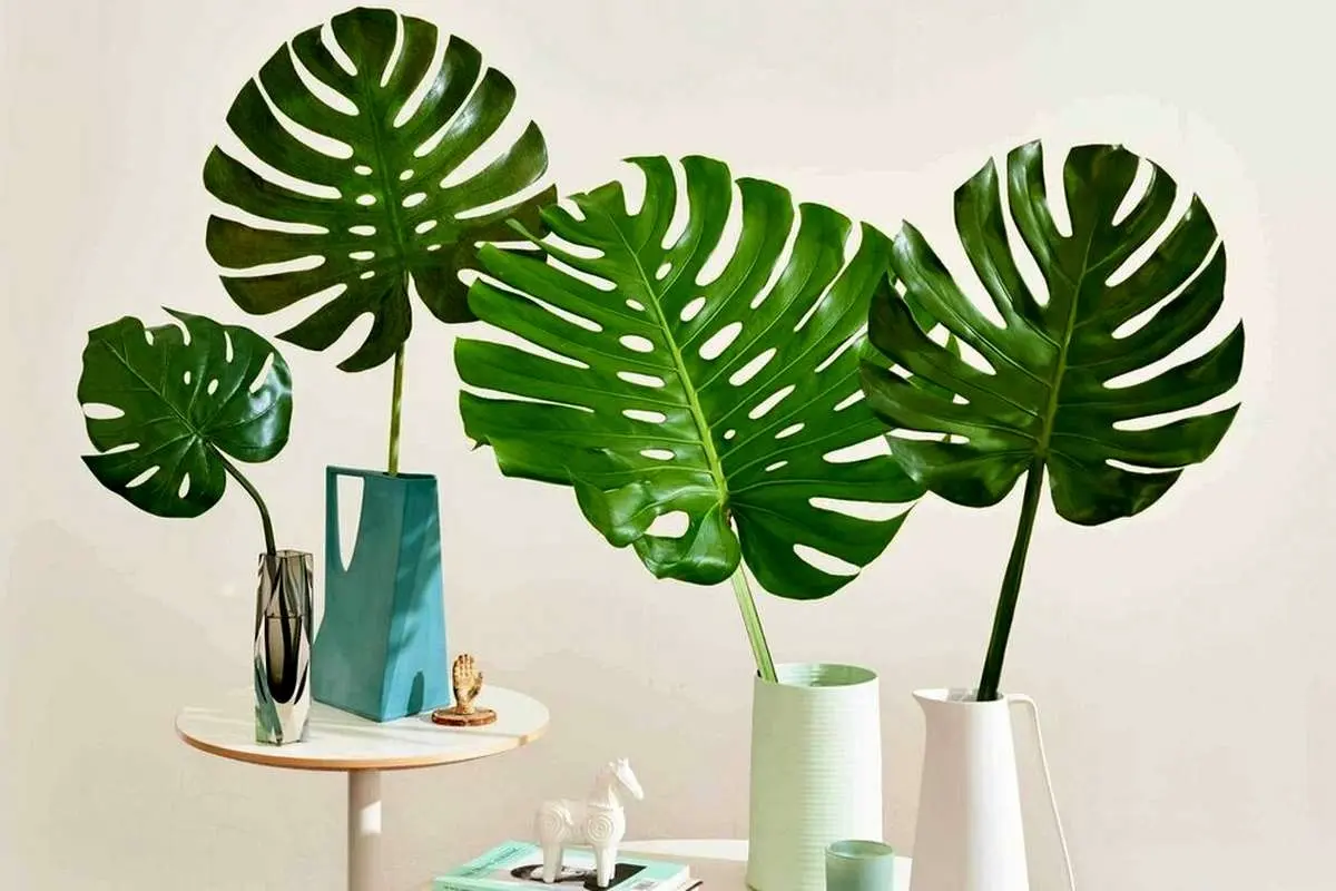 این هیولای لوکس آپارتمانتان را زیبا می‌کند!/ طرز نگهداری و تکثیر گیاه برگ انجیری