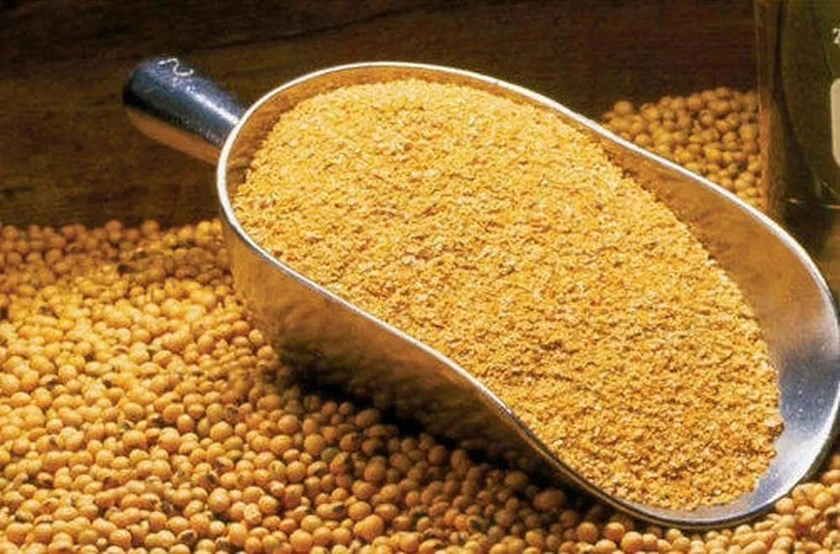 کنجاله نایاب شد