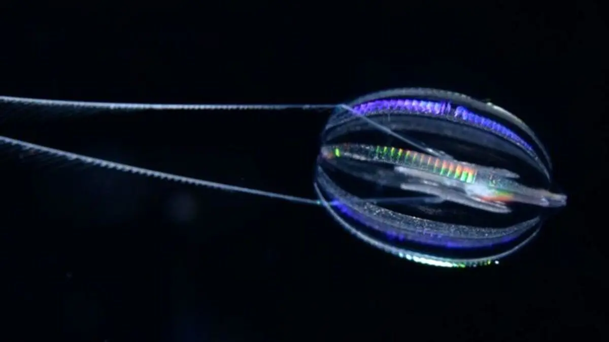 (عکس) قدیمی‌ترین موجود زنده روی زمین؛ شانه‌دار دریایی ۷۰۰ میلیون ساله