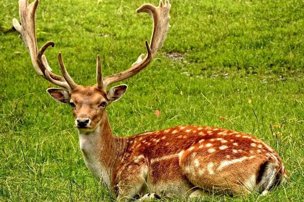 (ویدئو) تعظیم یک گوزن پس از خوردن غذا به سبک ژاپنیها