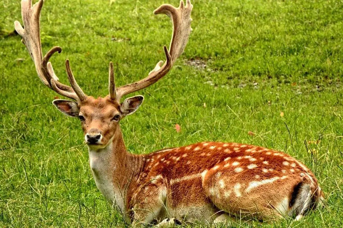 (ویدئو) تعظیم یک گوزن پس از خوردن غذا به سبک ژاپنی‌ها