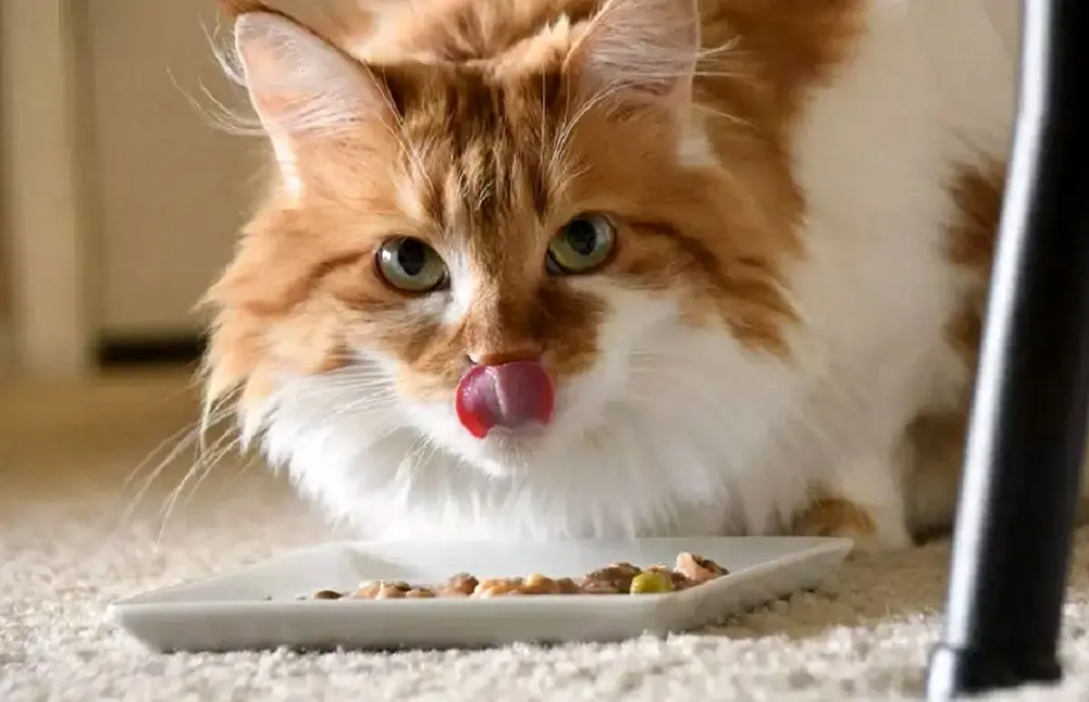 (ویدیو) تدریس بامزه یک دختربچه برای دو گربه