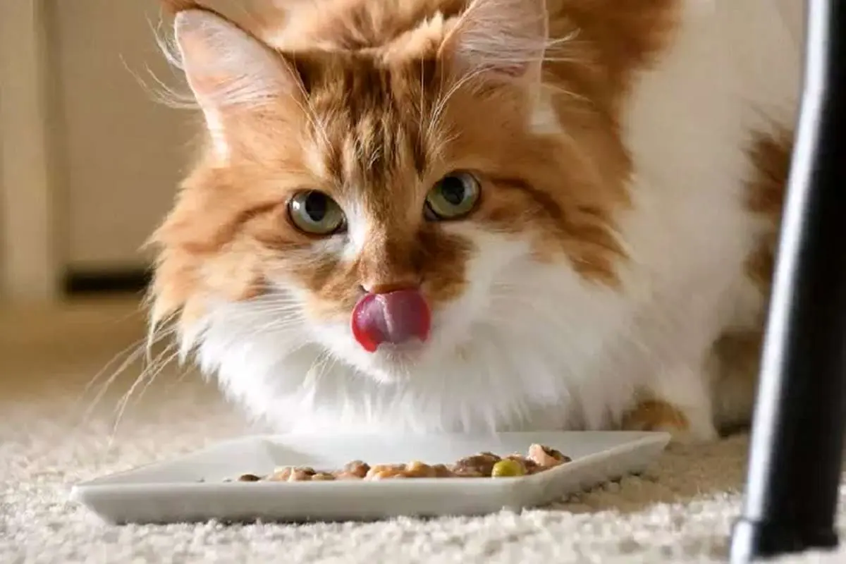 (ویدیو) تدریس بامزه یک دختربچه برای دو گربه