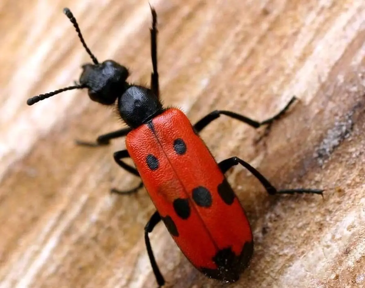 (عکس) هرگز به سوسک‌های این شکلی دست نزدید!