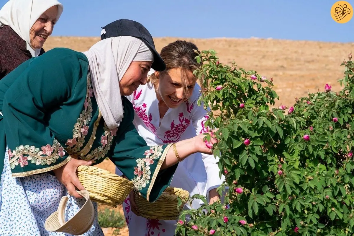 (ویدئو) اسماء اسد در مراسم برداشت گل رز
