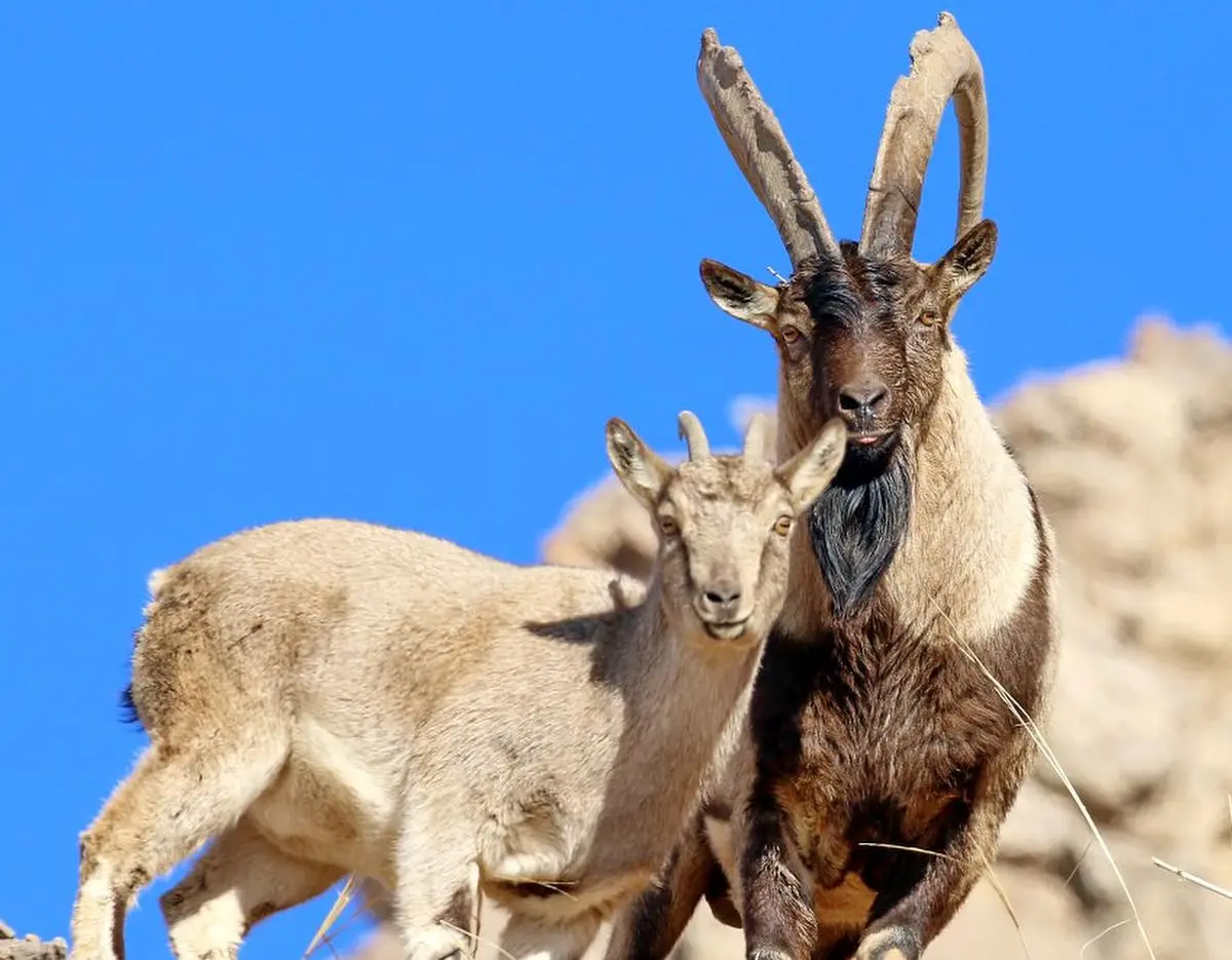 ثبت تصاویر کم‌سابقه از کل و بز وحشی در یکی از زیستگا‌های پلدختر