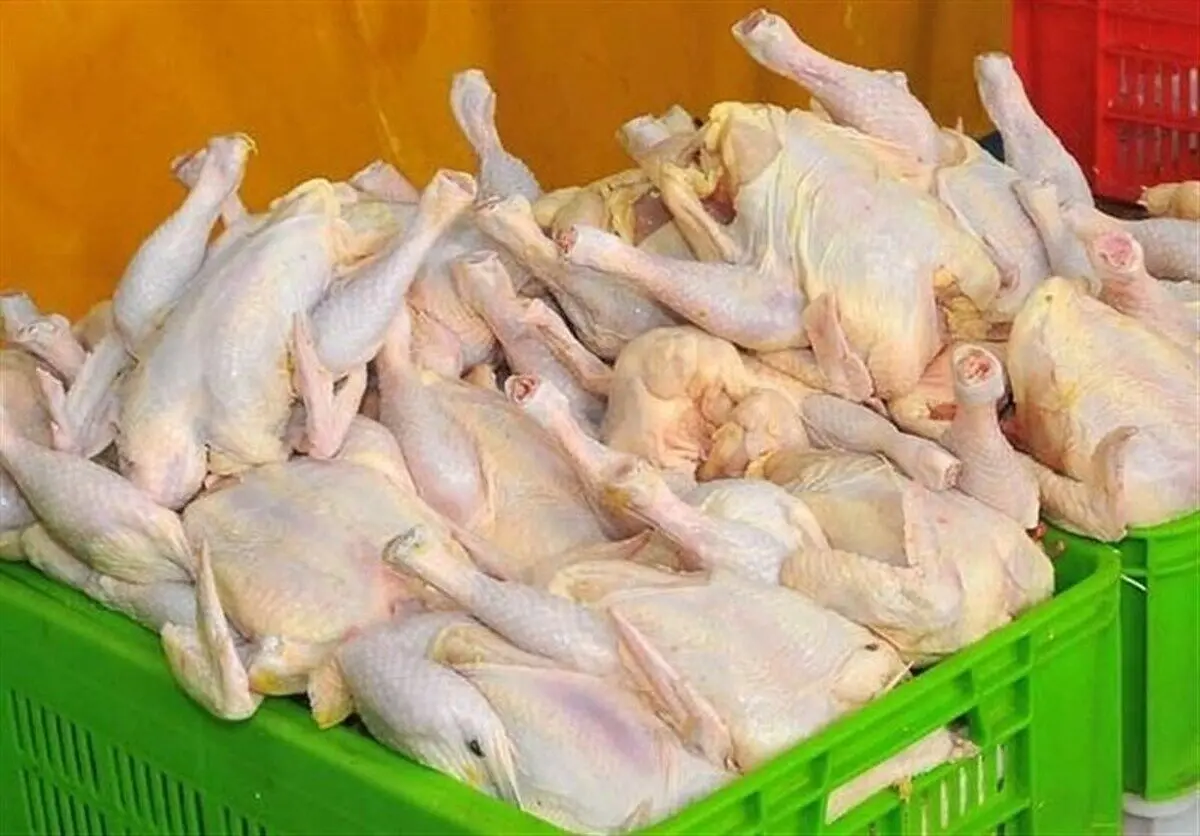 قیمت رسمی مرغ اعلام شد/ مرغ را گران‌تر از این قیمت نخرید