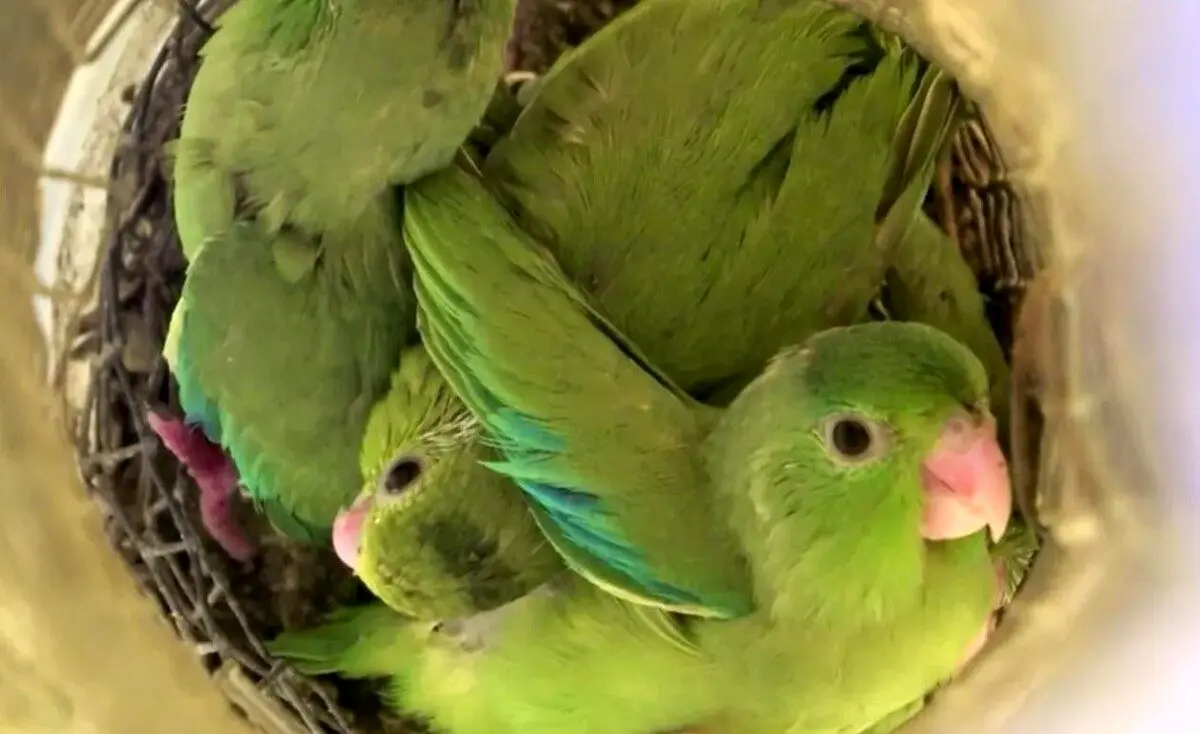 (ویدیو) جوجه‌ها در فرودگاه و در یک کیف دستی از تخم بیرون آمدند!