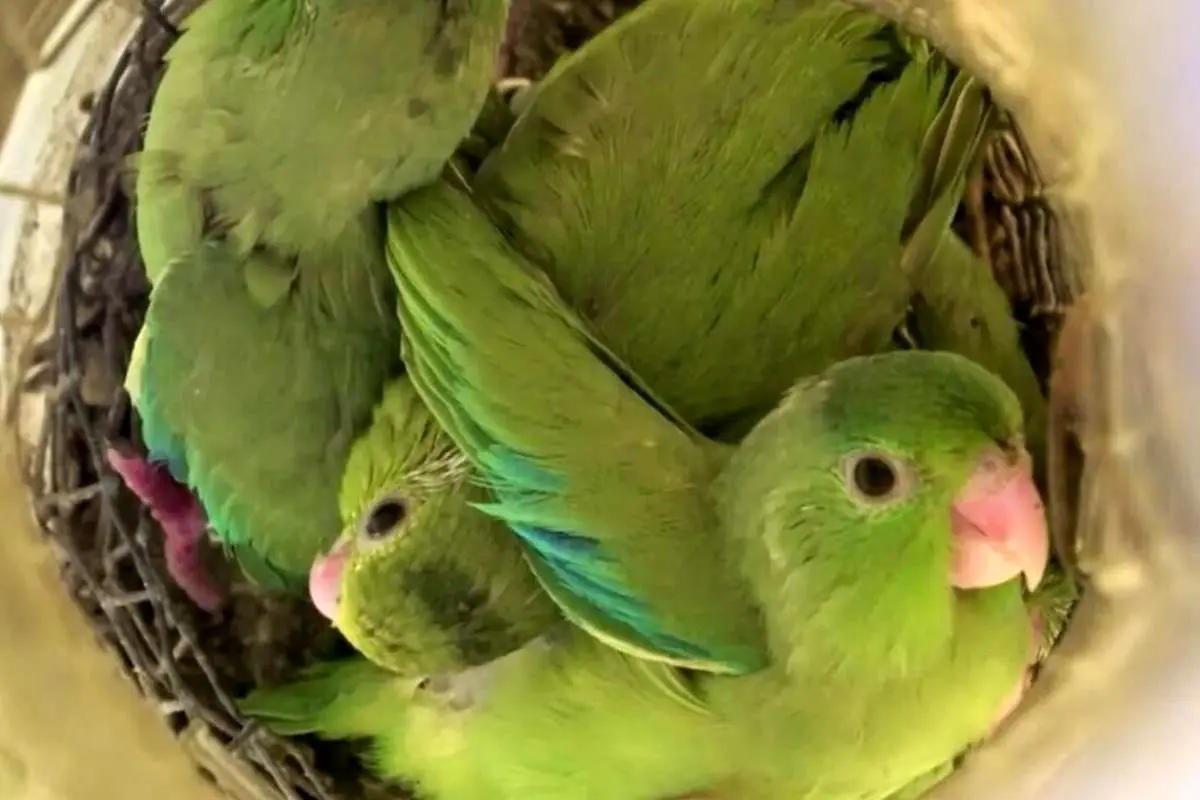 (ویدیو) جوجه‌ها در فرودگاه و در یک کیف دستی از تخم بیرون آمدند!