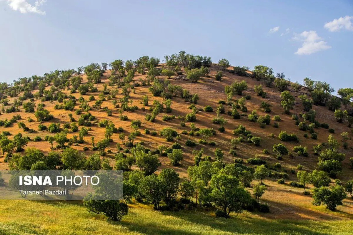 (تصاویر) جنگل‌های بلوط لرستان
