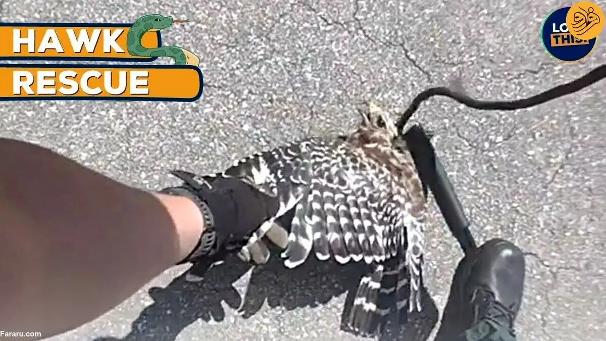 (ویدئو) کمک دو پلیس به شاهین گیر افتاده در چنگال مار
