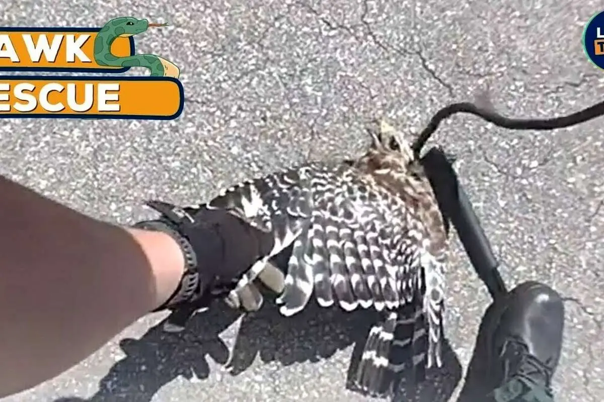 (ویدئو) کمک دو پلیس به شاهین گیر افتاده در چنگال مار