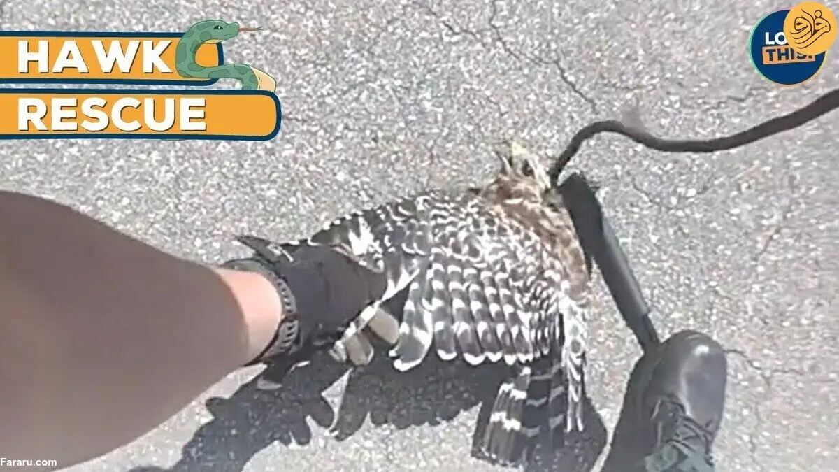 (ویدئو) کمک دو پلیس به شاهین گیر افتاده در چنگال مار