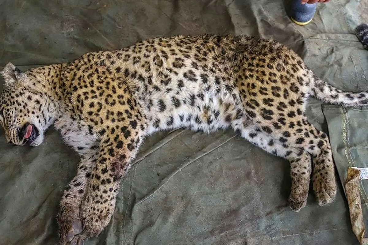پلنگ مجروح هرمزگان تلف شد