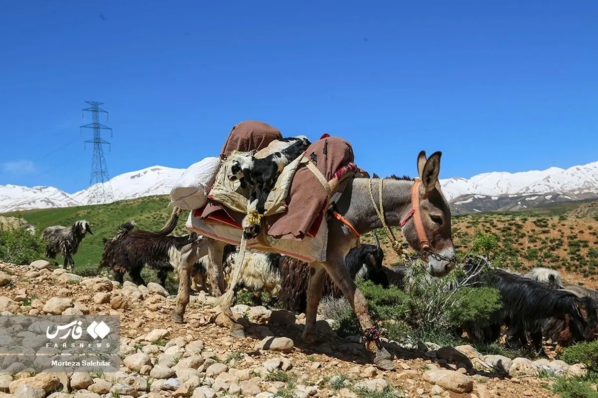 (تصاویر) کوچ بهاره عشایر بختیاری
