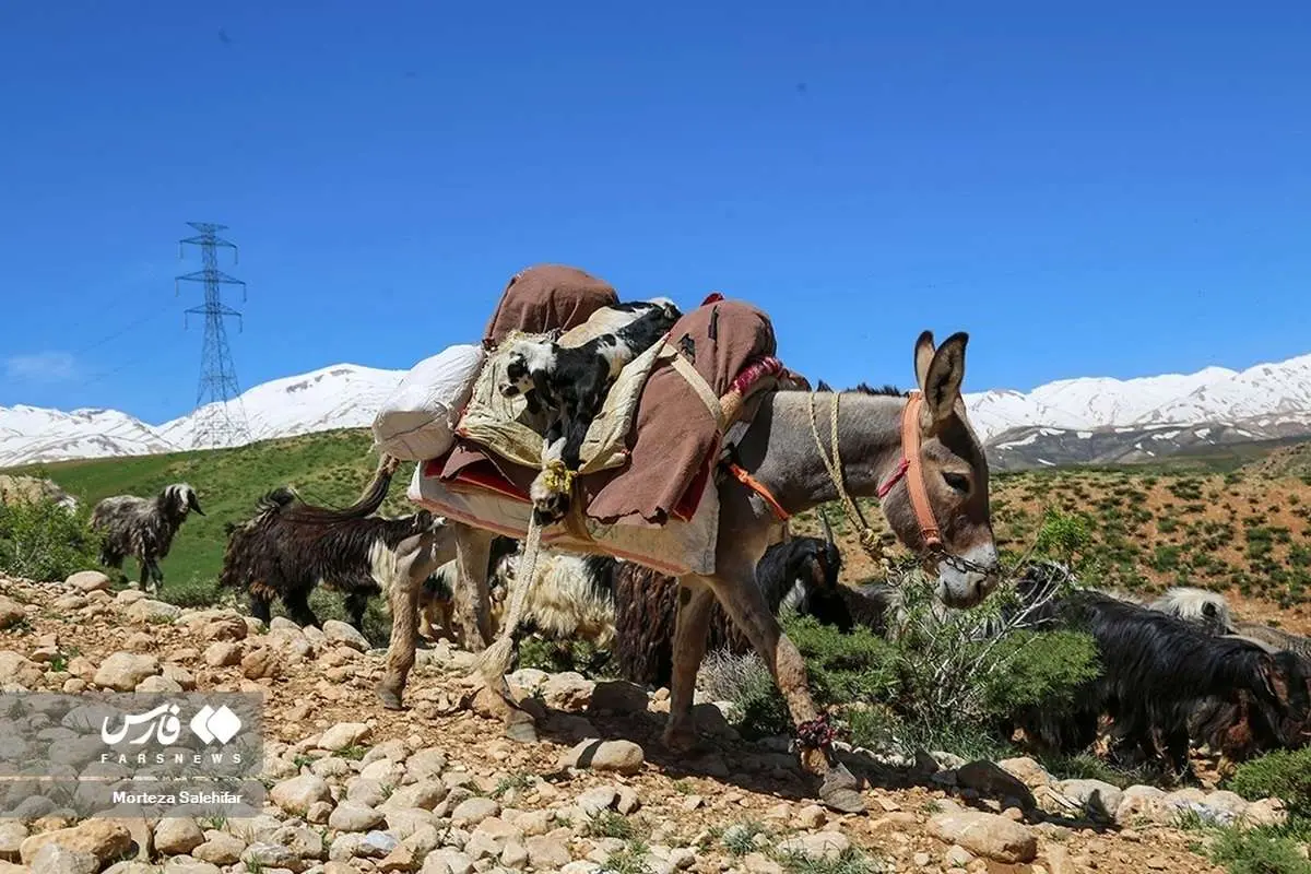 (تصاویر) کوچ بهاره عشایر بختیاری