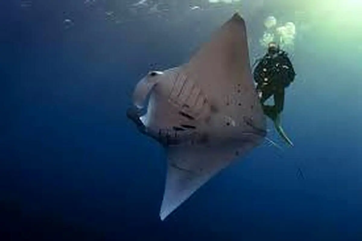 یافته‌های ترسناک سونوگرافی یک ماهی