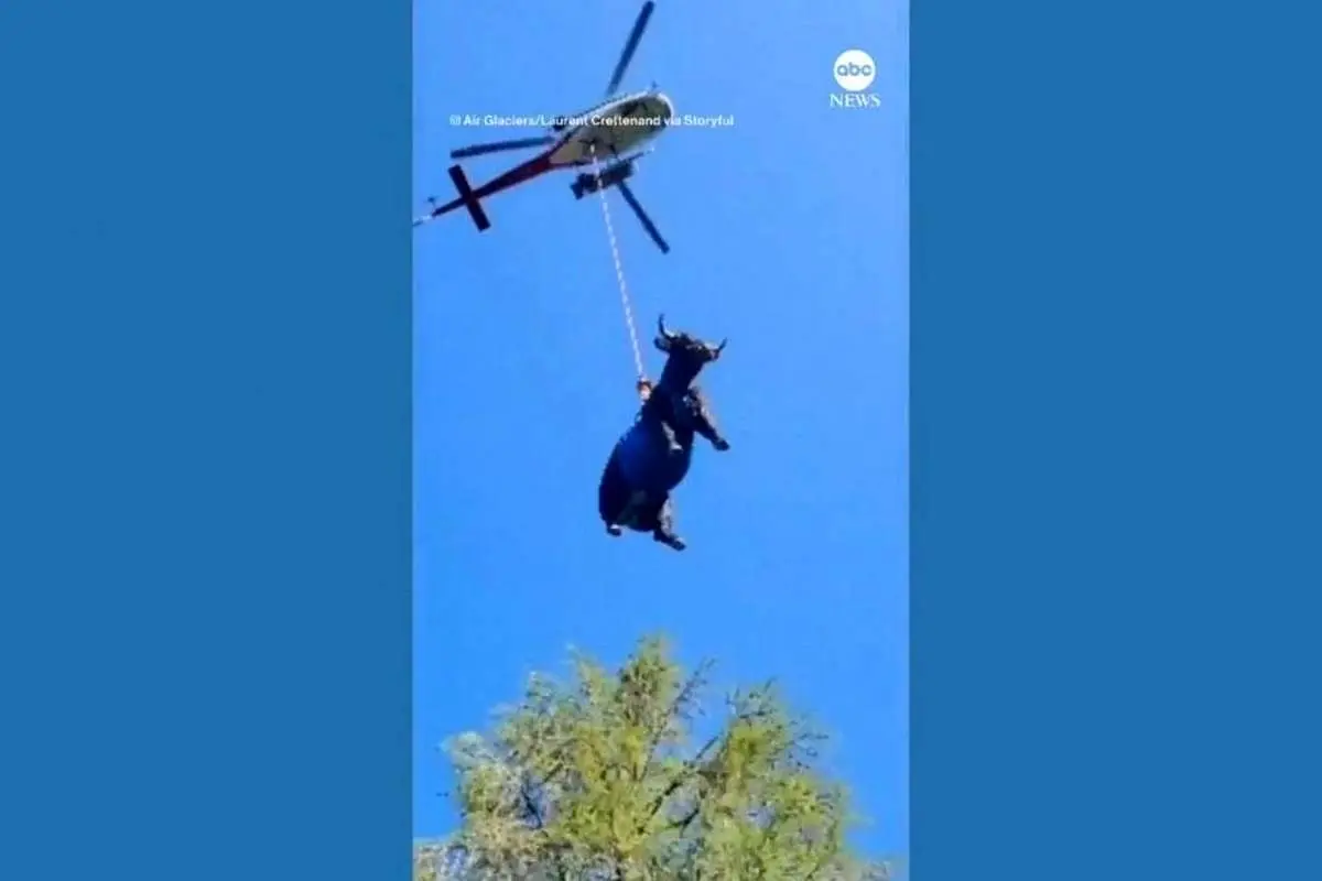 (ویدئو) پرواز یک گاو