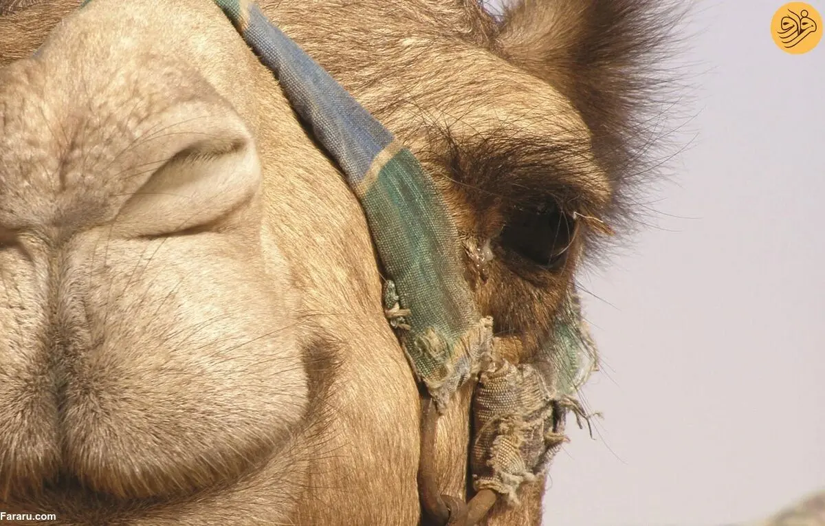 (ویدئو) چیدن پشم شترها در چین