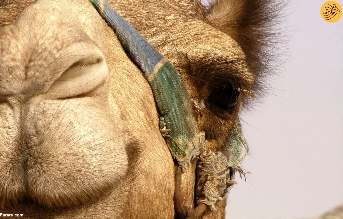 (ویدئو) چیدن پشم شترها در چین