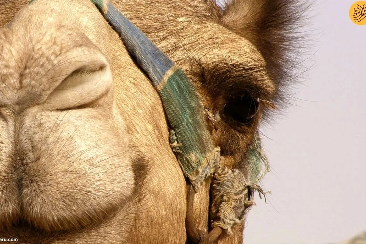 (ویدئو) چیدن پشم شترها در چین