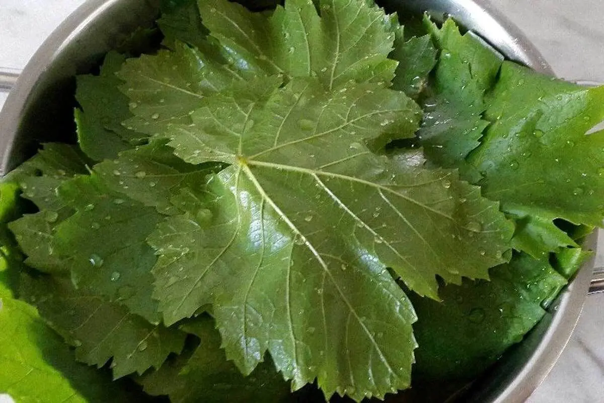 ۱۷ خاصیت بی نظیر برای برگ انگور