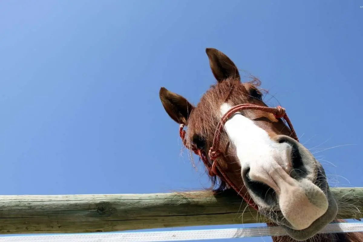 (ویدئو) لگد‌های محکم اسب حسود به سایر اسب‌های کنجکاو طویله!