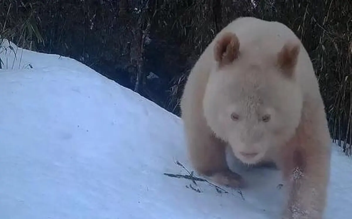 (ویدیو) مشاهده تنها پاندا سفید جهان/ او زال است