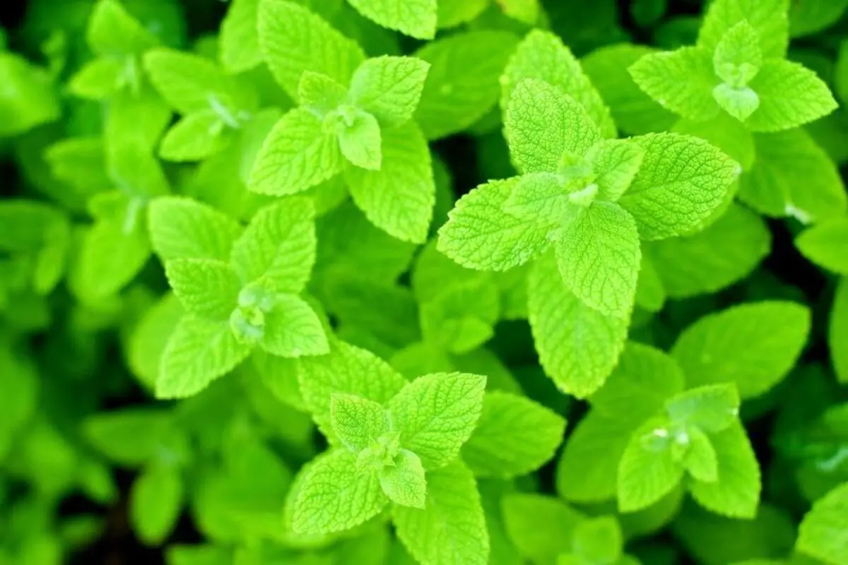 التهاب معده و روده را با این سبزی برطرف کنید