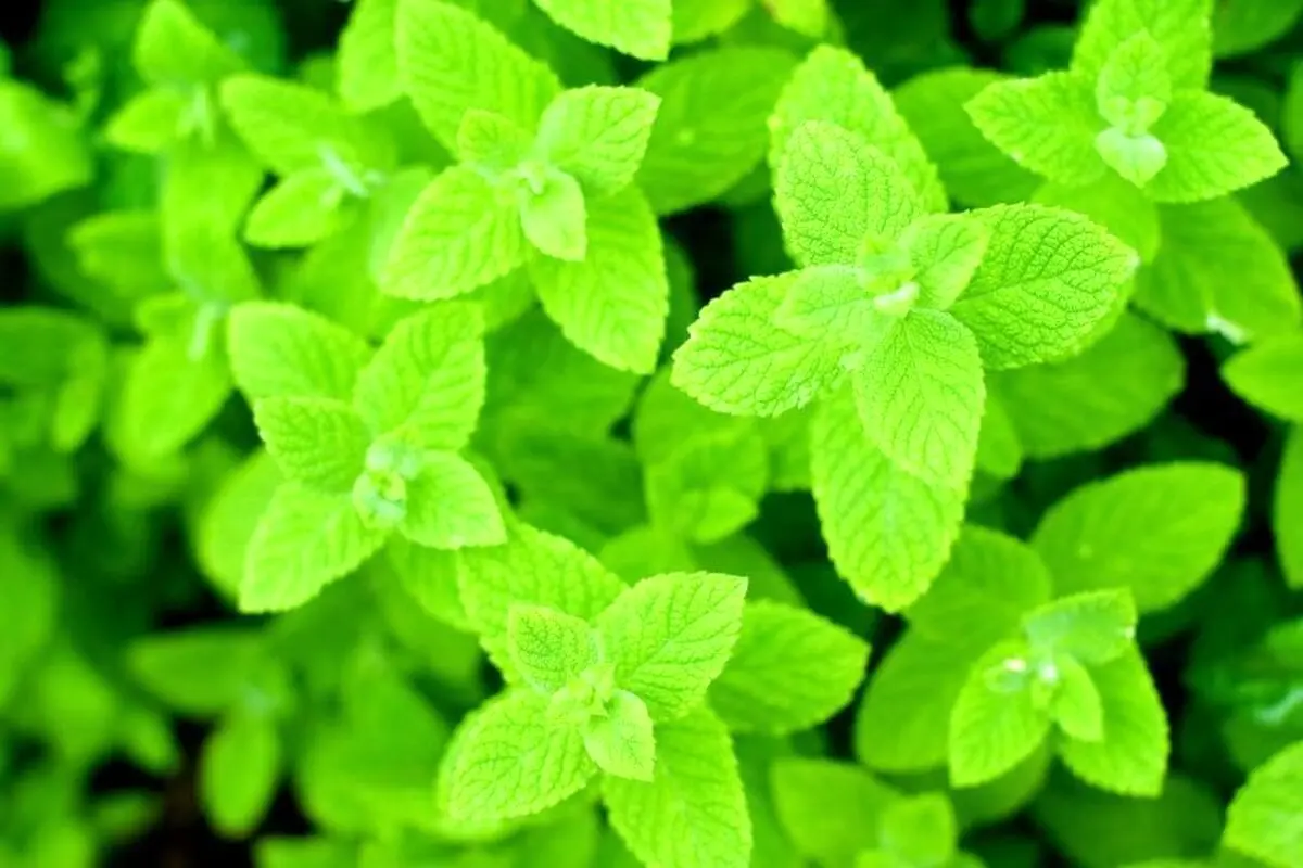 التهاب معده و روده را با این سبزی برطرف کنید