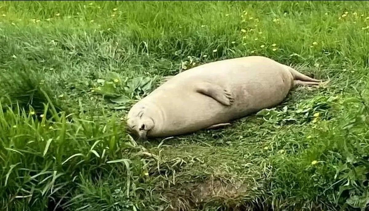 (تصاویر) فوک کوچک خندانی که ظرف یک شب محبوب شد