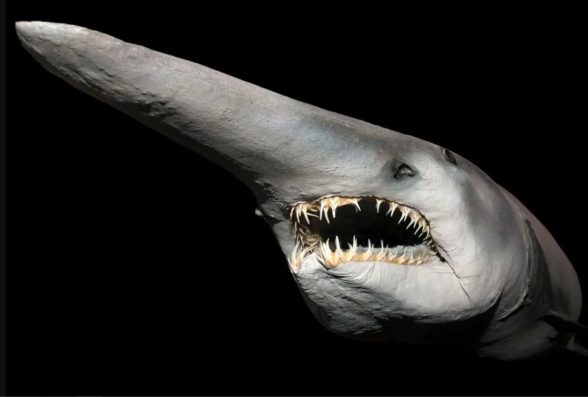 (تصاویر) گابلین؛ ترسناک‌ترین کوسه جهان