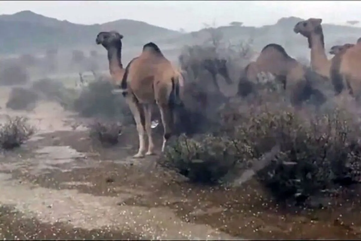(ویدئو) ثبت یک لحظه ترسناک؛ سیل عربستان شترها را هم با خود برد!