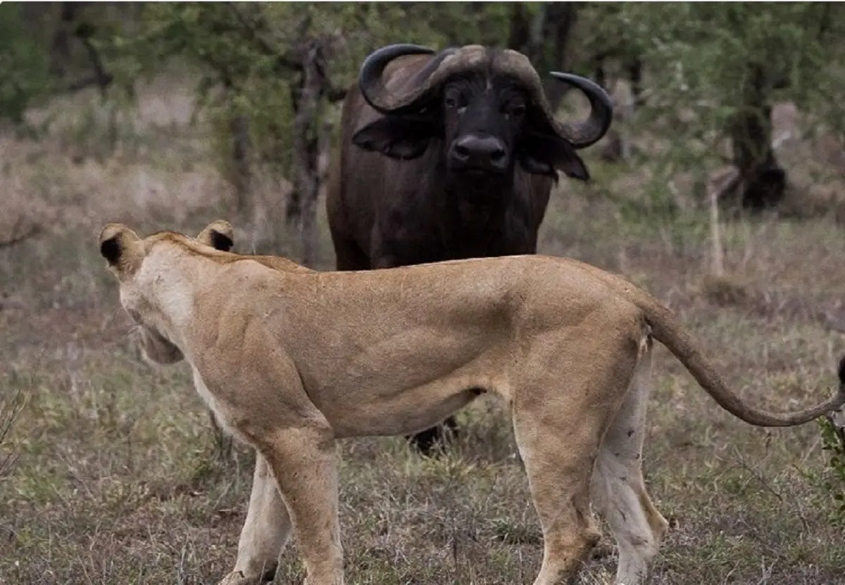(ویدئو) مقاومت یک گاومیش در مقابل گله شیر‌ها