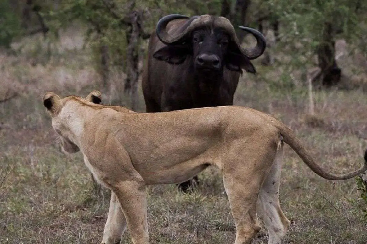 (ویدئو) مقاومت یک گاومیش در مقابل گله شیر‌ها