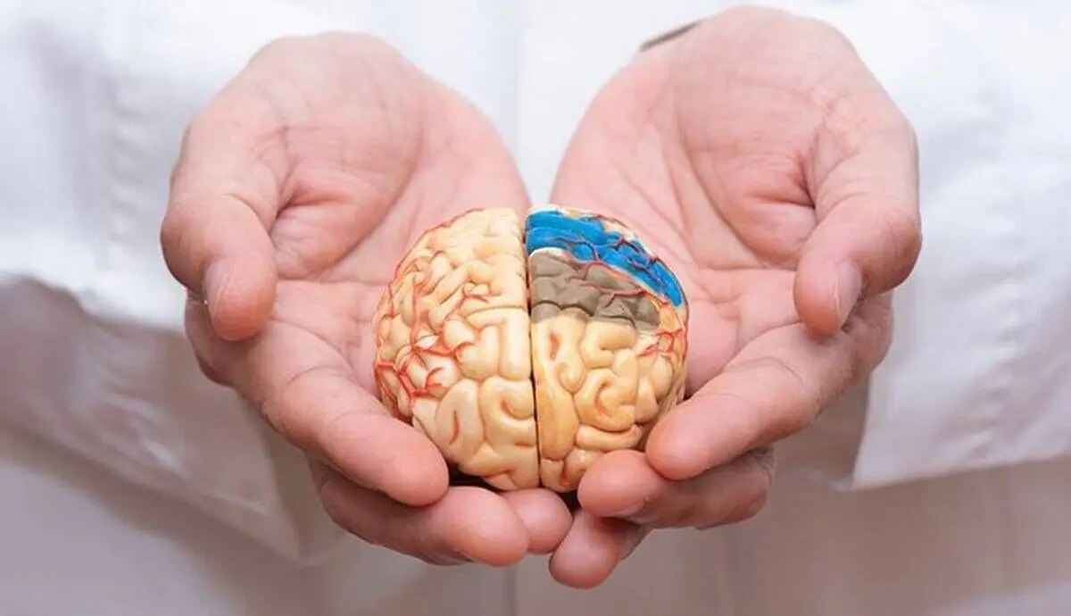 جلوگیری از کاهش حافظه در پیری با مصرف این میوه‌ها و نوشیدنی