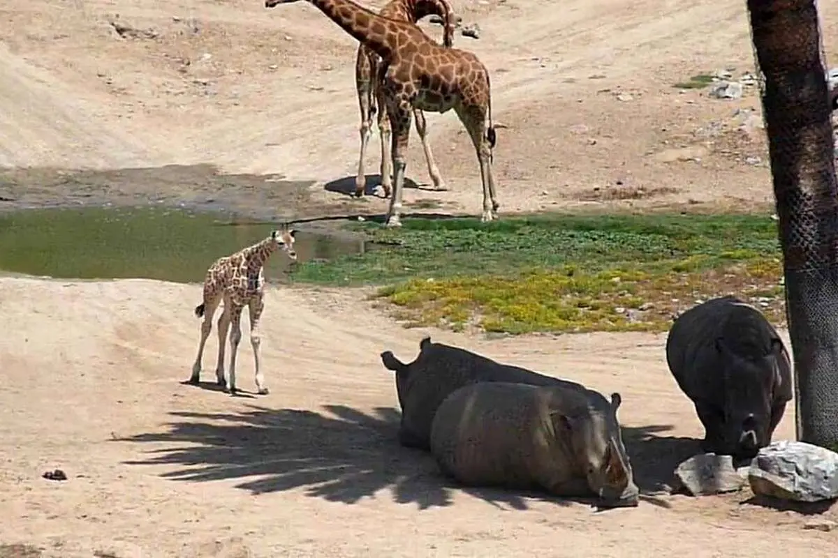 (ویدئو) کنجکاوی بچه زرافهای که برای اولین بار کرگدن میبیند