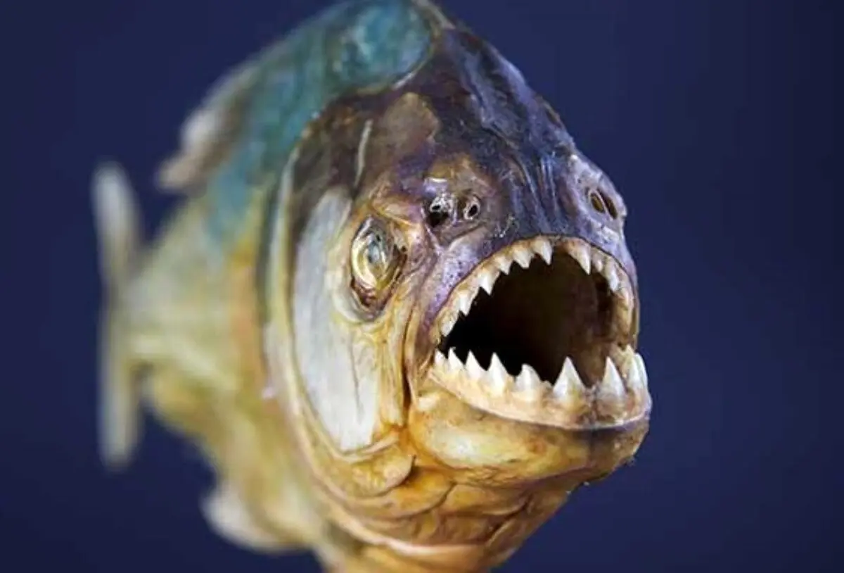 (ویدئو) قدرت باورنکردنی آرواره‌های یک ماهی گوشت‌خوار پس از قطع شدن سر!