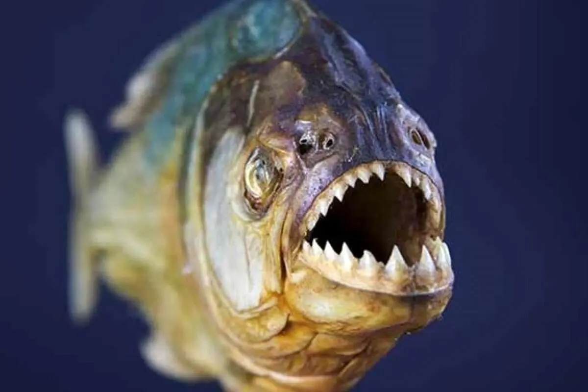 (ویدئو) قدرت باورنکردنی آرواره‌های یک ماهی گوشت‌خوار پس از قطع شدن سر!