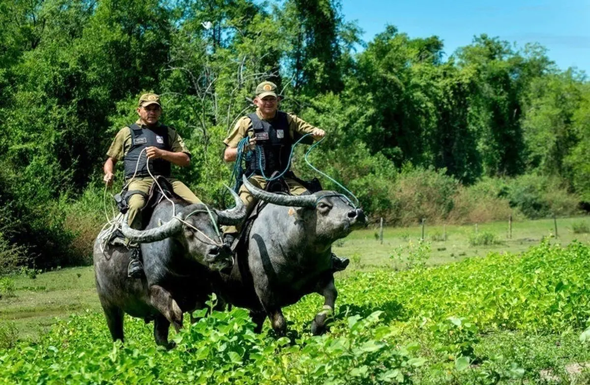 (تصاویر) پلیس‌های گاومیش‌سوار در این شهر، سوژه شدند