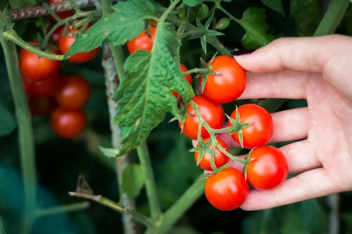 برای فرار از افسردگی هر روز این میوه را بخورید