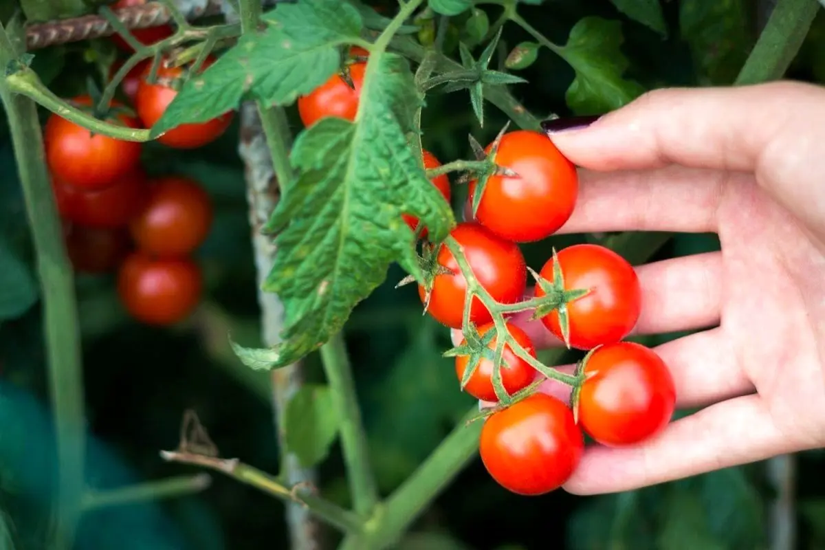 برای فرار از افسردگی هر روز این میوه را بخورید