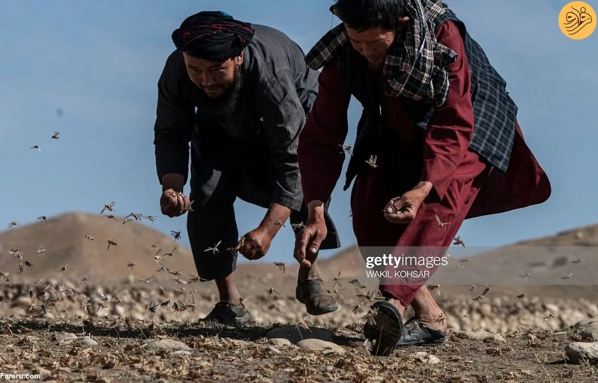 (تصاویر) حمله ملخ‌ها به مزارع گندم در بلخ افغانستان
